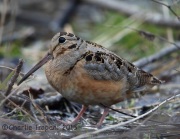 6S3A4571American_Woodcock