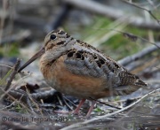 6S3A4576American_Woodcock