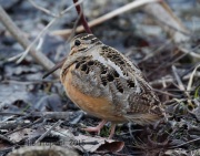 6S3A4578American_Woodcock