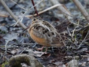 6S3A4579American_Woodcock
