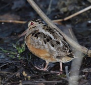 6S3A4583American_Woodcock