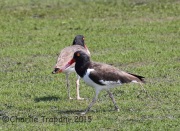 6S3A4663Oyster_Catcher