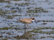 6S3A4698Semipalmated_Plover