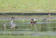 6S3A4732Red_Phalarope_WR_Sandpiper