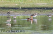6S3A4736Red_Phalarope