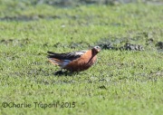 6S3A4760Red_Phalarope