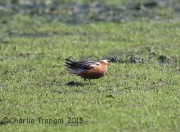 6S3A4764Red_Phalarope
