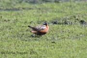 6S3A4775Red_Phalarope