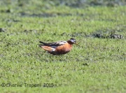 6S3A4781Red_Phalarope