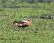6S3A4782Red_Phalarope