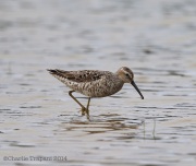 6S3A5709StiltSandpiper_GP_7_28_14