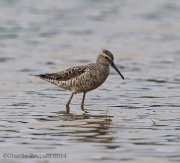 6S3A5712StiltSandpiper_GP_7_28_14