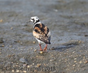 6S3A5824Ruddy_Turnstone_ps