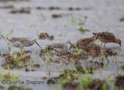 6S3A6418Stilt_Sandpipers_LB_Dowitchers
