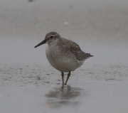 6S3A6829Red_Knot