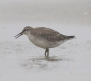 6S3A6837Red_Knot