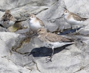 6S3A7316Dunlin