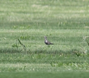 6S3A7864American_Golden_Plover