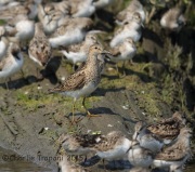 6S3A8076Pectoral_Sandpiper