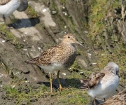6S3A8159Pectoral_Sandpiper copy