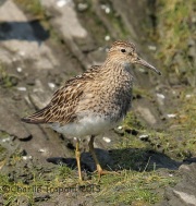 6S3A8166Pectoral_Sandpiper copy