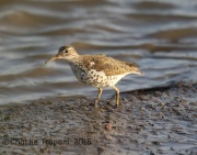 6S3A8198Spotted_Sandpiper copy