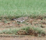 6S3A8536Baird's_Sandpiper