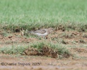 6S3A8537Baird's_Sandpiper