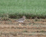 6S3A8542Baird's_Sandpiper