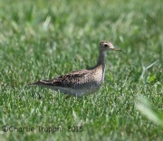 6S3A8778Upland_Sandpiper