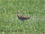 6S3A8784Upland_Sandpiper