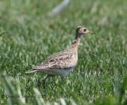 6S3A8785Upland_Sandpiper