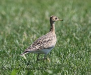 6S3A8789Upland_Sandpiper