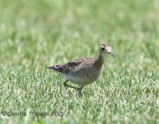 6S3A8795Upland_Sandpiper