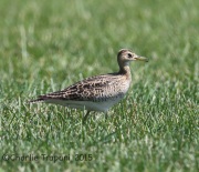 6S3A8812Upland_Sandpiper