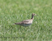 6S3A8824Upland_Sandpiper