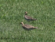 6S3A8851Upland_Sandpiper