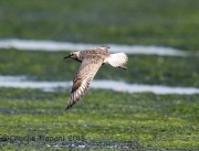 6S3A8951Black-Bellied_Plover