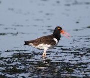 6S3A8976American_Oyster_Catcher