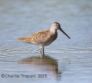 6S3A9011Short-billed_Dowitcher