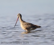 6S3A9073Marbled_Godwit
