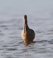 6S3A9080Marbled_Godwit