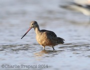 6S3A9083Marbled_Godwit