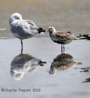 6S3A9085Black-bellied_Plover