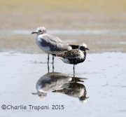 6S3A9091Black-bellied_Plover