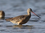 6S3A9102Marbled_Godwit