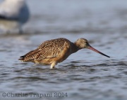 6S3A9135Marbled_Godwit