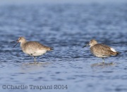 6S3A9144Willet's_Western_Subspecies