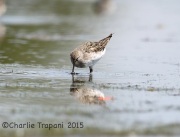 6S3A9167White-Rumped_Sandpiper