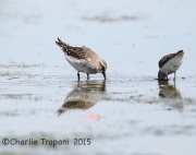 6S3A9174White-Rumped_Sandpiper